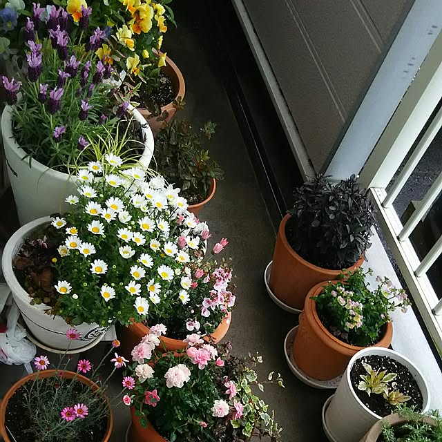 naopyiさんの実例写真