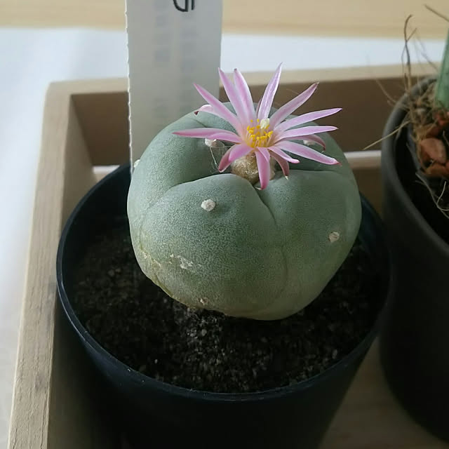 Kokiさんの実例写真