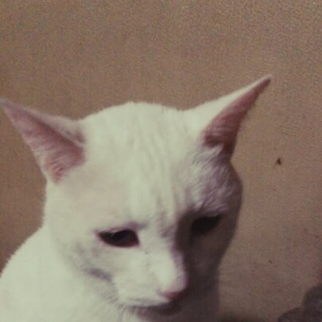 kamechanさんの実例写真
