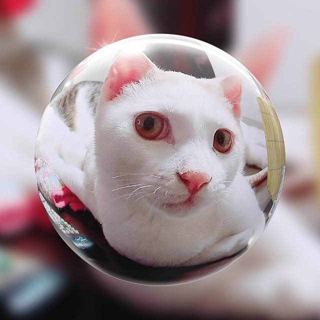実例写真