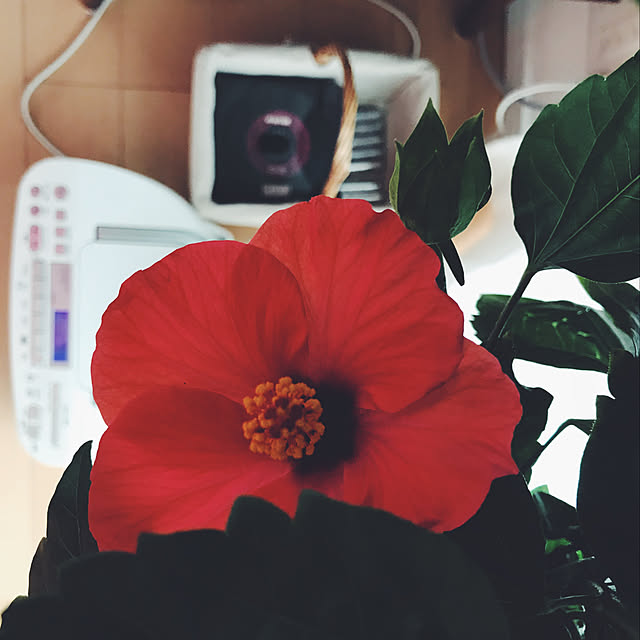観葉植物/一人暮らし/植物のある暮らし/ベッド周りのインテリア実例 - 2019-07-19 21:43:28