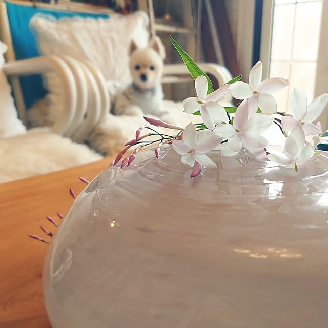 akaidarumaさんの部屋