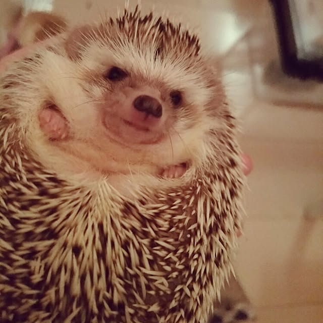 kuruさんの実例写真