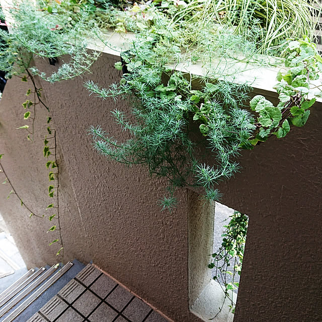 asaさんの実例写真