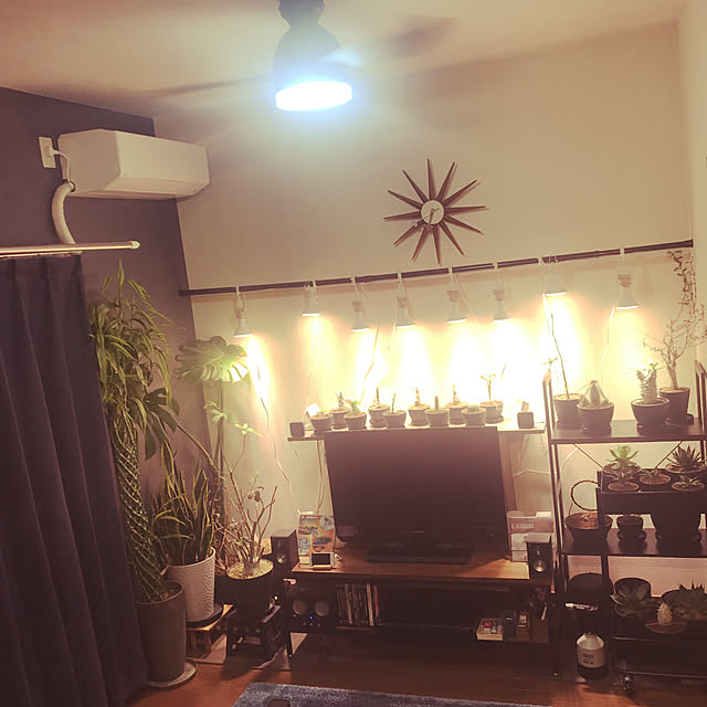 塊根植物/IKEA植物育成ライト/コーデックス/パキポディウム/NO GREEN NO LIFE...などのインテリア実例 - 2021-05-03 18:43:40