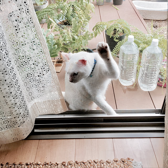 oxoxさんの実例写真