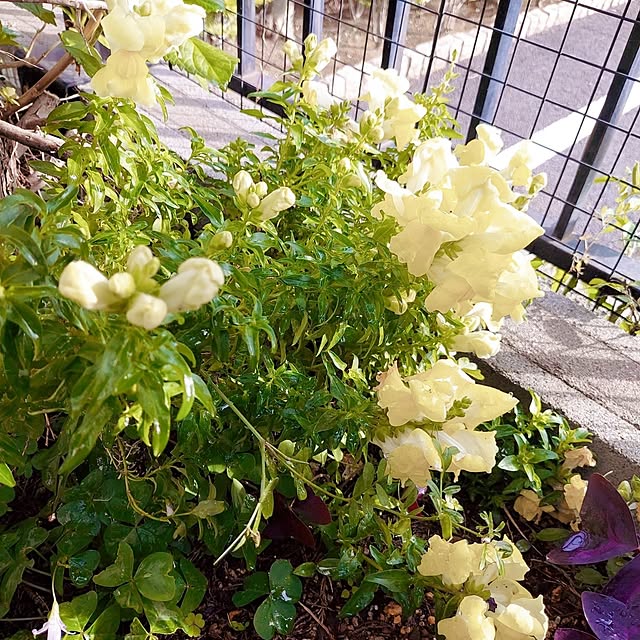 aikkoさんの部屋