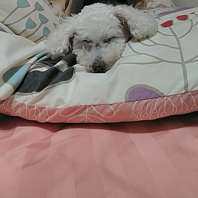 kyuさんの実例写真