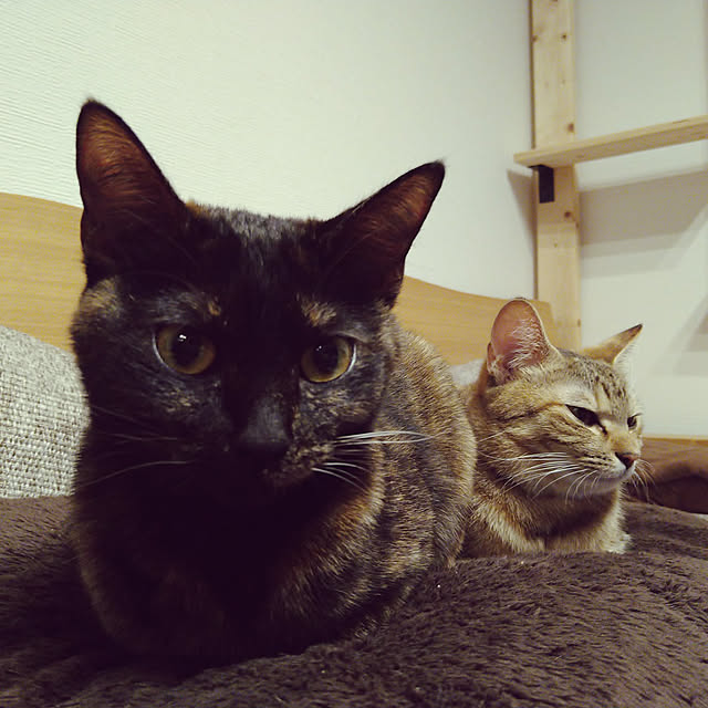 mamekoさんの実例写真