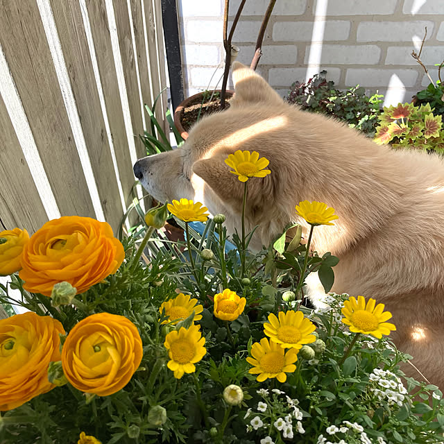 leonaさんの実例写真