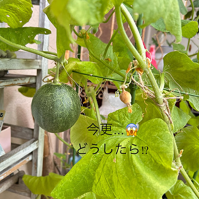 akaidarumaさんの部屋