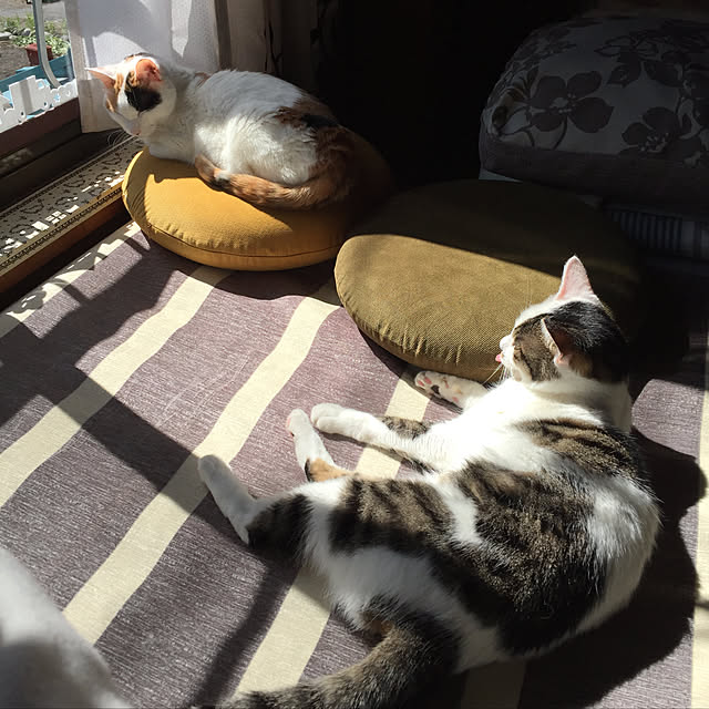 yocchiさんの実例写真