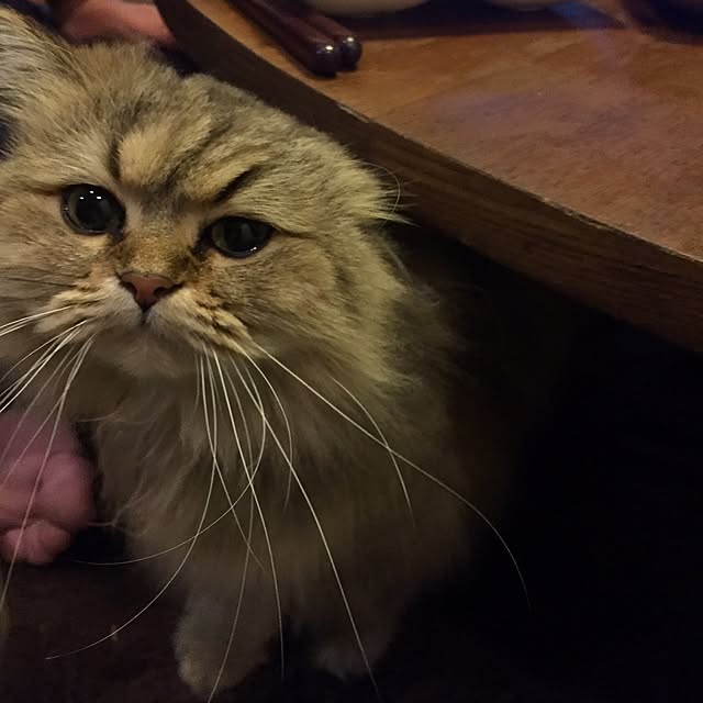 butachanさんの実例写真