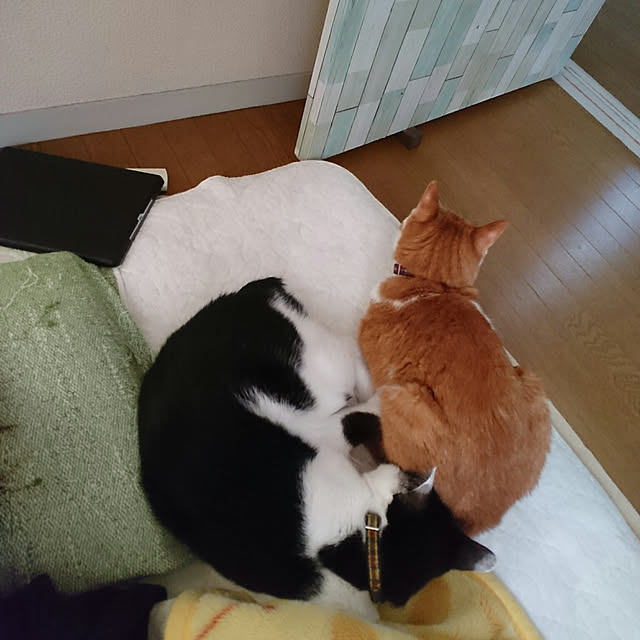 SHIHOさんの実例写真