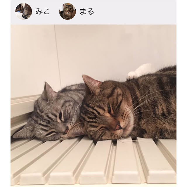 mikomaruさんの実例写真