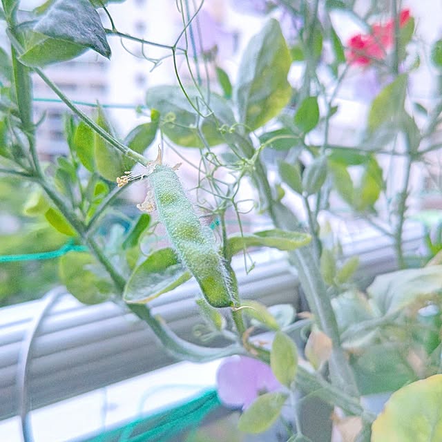 玄関/入り口/グリーン/お気に入り/生活感丸出し/RCの出会いに感謝♡...などのインテリア実例 - 2025-06-08 16:43:45