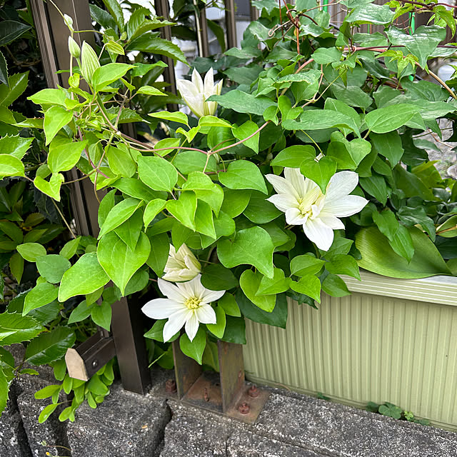 Shokoさんの部屋