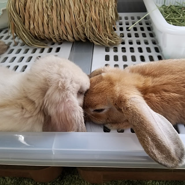 kominka_Lifeさんの実例写真