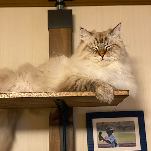 harumahoさんの実例写真