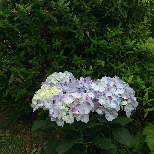 lさんの実例写真