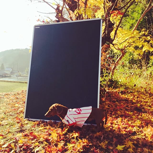 shindyさんの実例写真