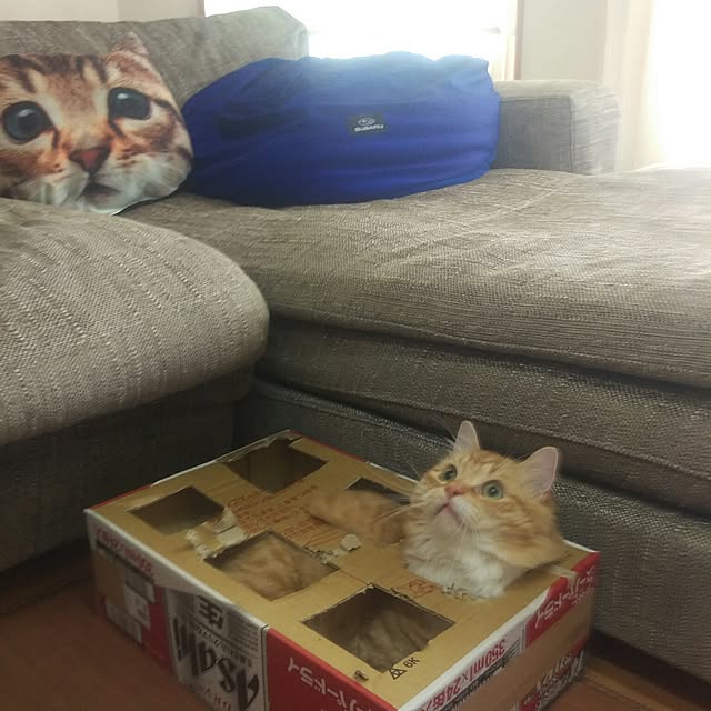 lukeさんの実例写真