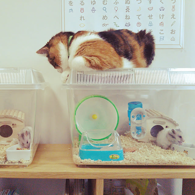 yukieさんの実例写真