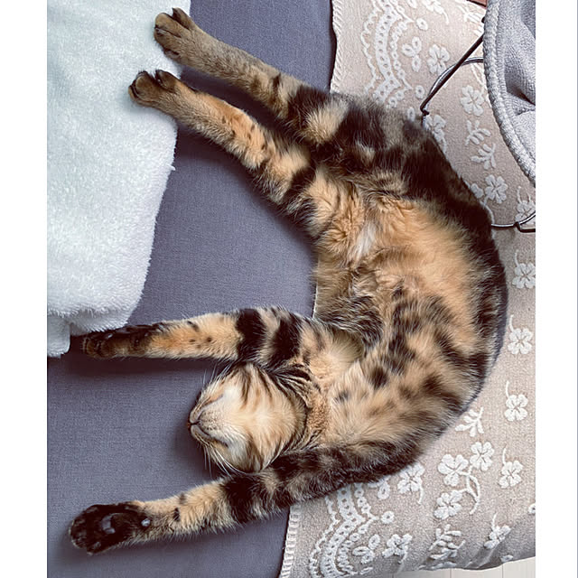 necomuraさんの実例写真