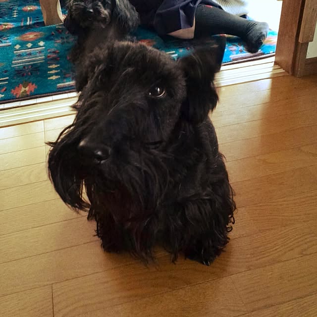 papaさんの実例写真