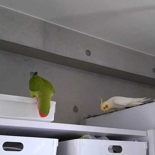 toratanさんの部屋