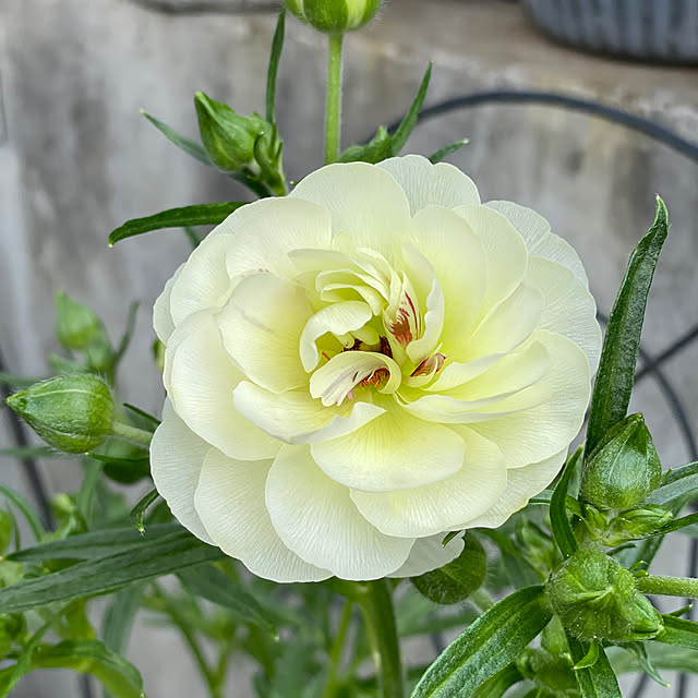 shiropenguinさんの実例写真