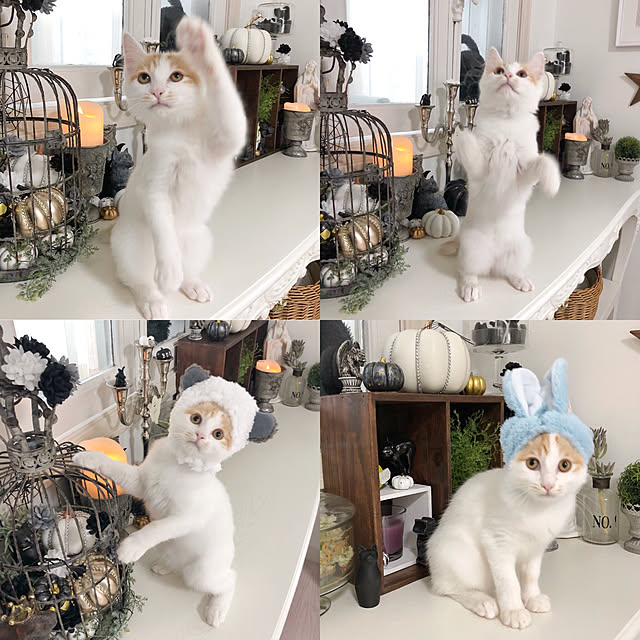 yuchiさんの実例写真