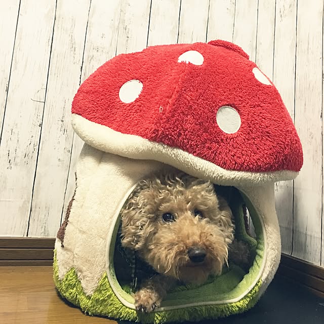 ronmaruさんの実例写真
