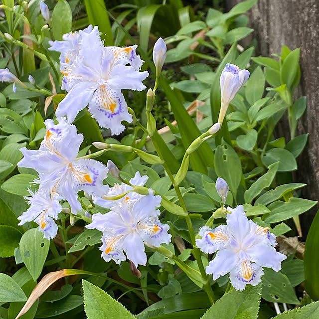chIoeさんの部屋