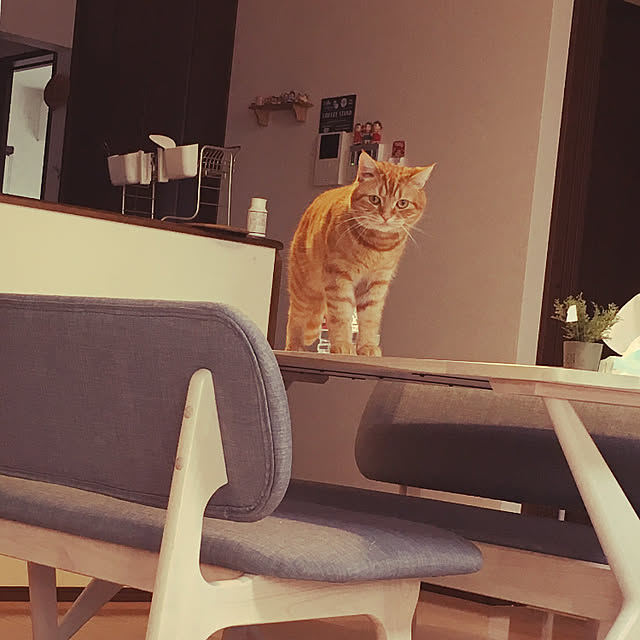nekoさんの実例写真