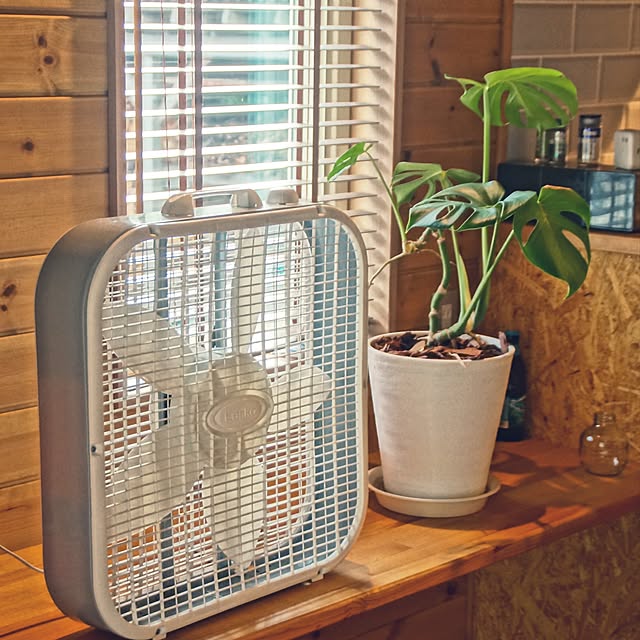 棚/扇風機/観葉植物/LASKO BOX FANのインテリア実例 - 2016-07-05 18:31:56