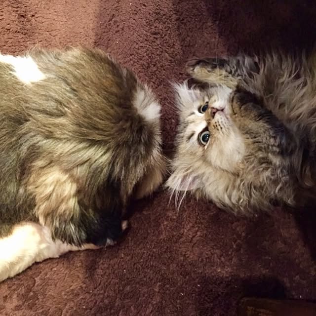 butachanさんの実例写真