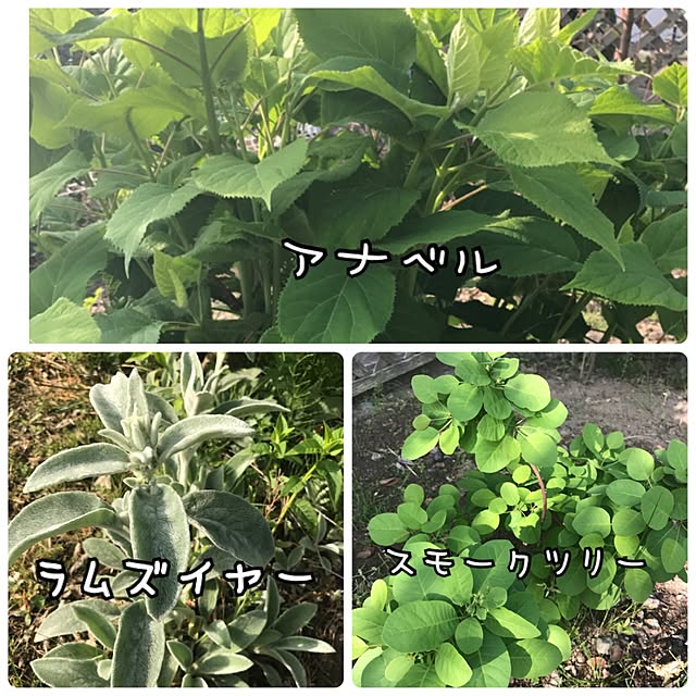 mayuさんの実例写真