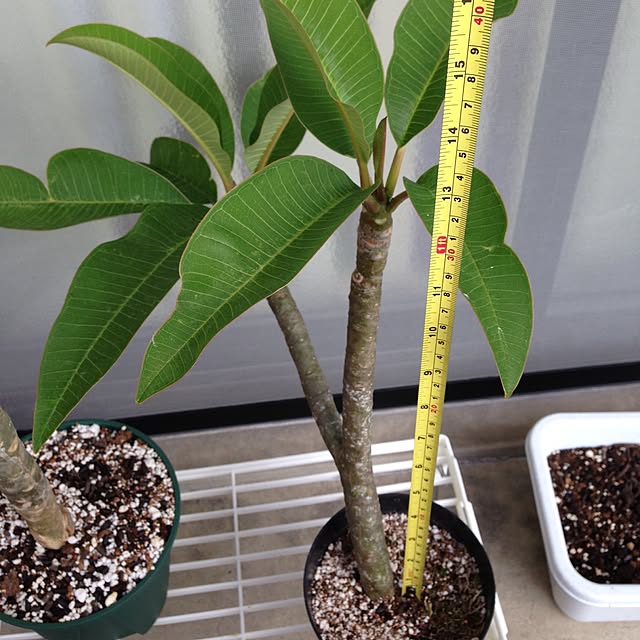 akiさんの実例写真