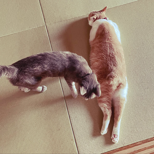 naworinさんの実例写真