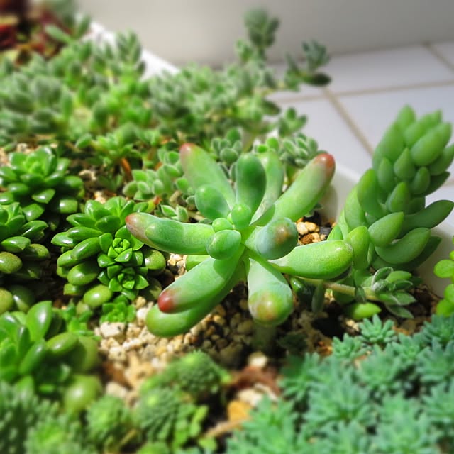 多肉植物 恋心のおしゃれなアレンジ・飾り方のインテリア実例 多肉植物 恋心のおしゃれなアレンジ・飾り方のインテリア実例