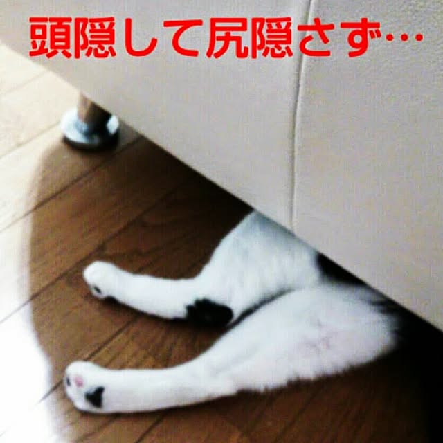 hiyo.pietさんの実例写真