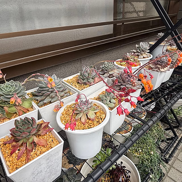 momocchiさんの部屋