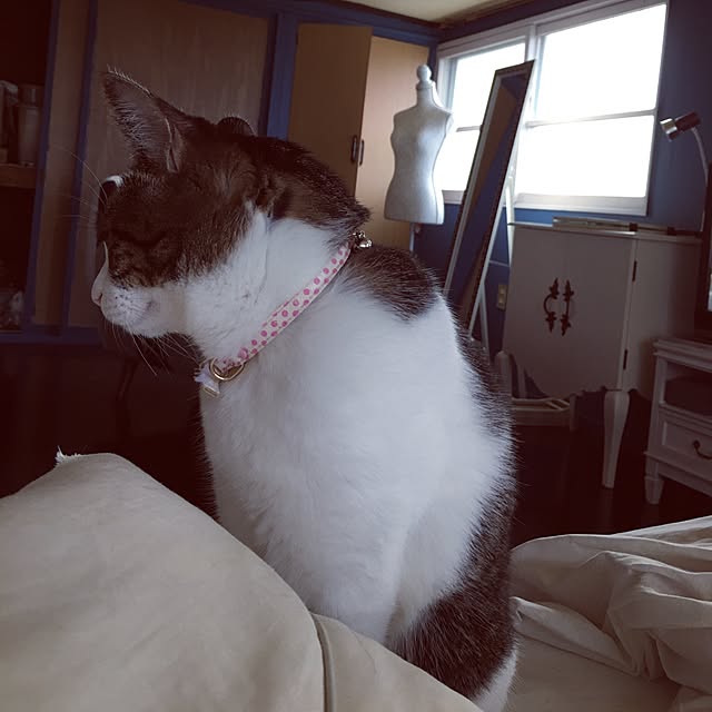 Shihoさんの実例写真