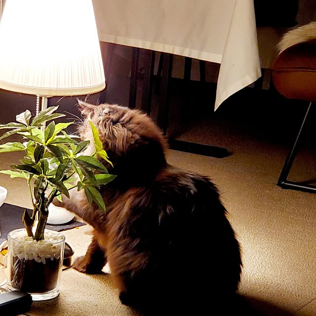 muku+maroさんの部屋