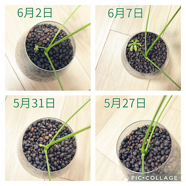 yoyoyoさんの実例写真