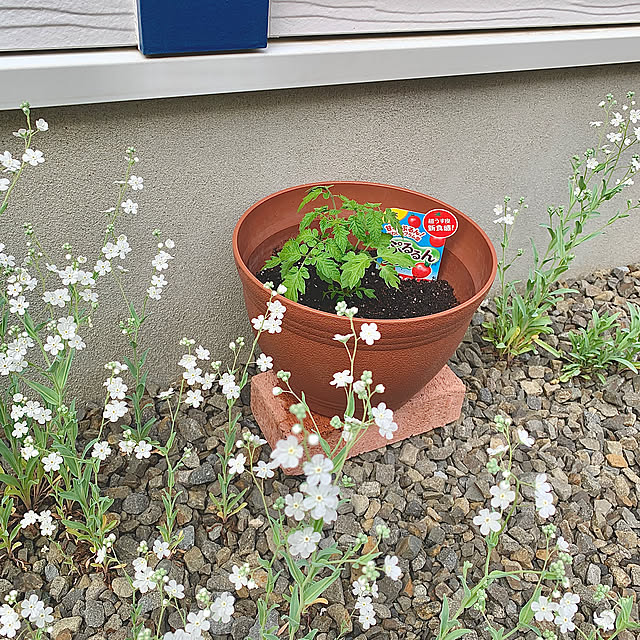 koko_hikaさんの実例写真