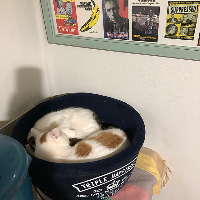arayanさんの実例写真
