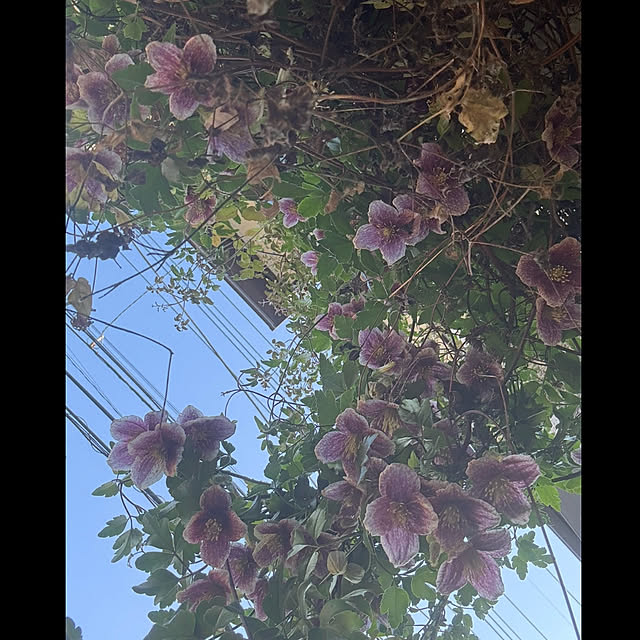 mamizaさんの実例写真