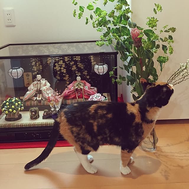 meguchiyoさんの実例写真